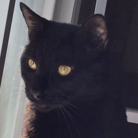 Meet your Posher, Francine - Picture 1 of 1